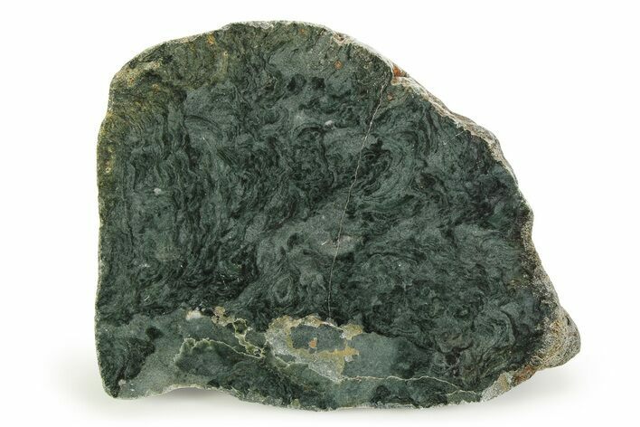 Polished Stromatolite (Alcheringa) Section - Billion Years #353342